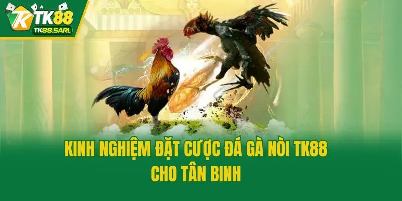 Đá Gà Nòi TK88 - Tìm Hiểu Luật Chơi Cho Kê Thủ Mới Tham Gia 4 Kinh nghiệm đặt cược đá gà nòi TK88 cho tân binh